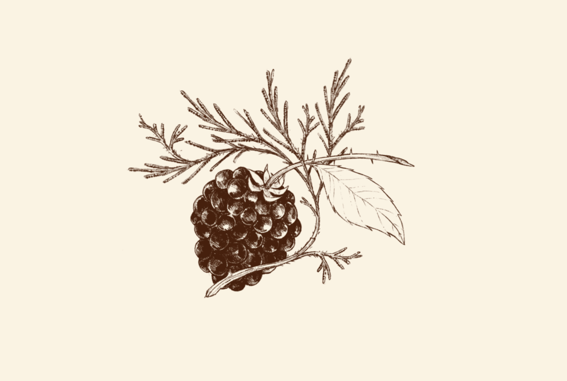 Salmonberry Mint flavour varient spot illustration.